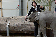 Elefantentaufe mit Kokosmilch am 9.12.2011 (ªFoto:Martin Schmitz)
